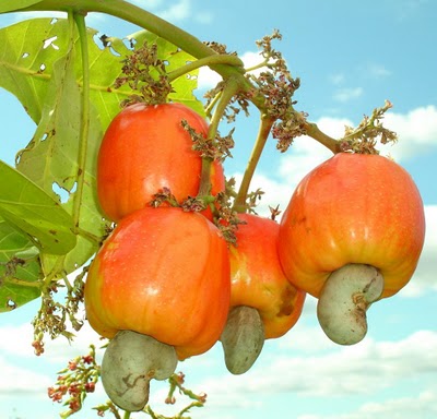 caju-pernambuco